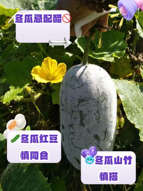 包含“指出冬瓜，照尽葫芦。乱点一通真糊涂”打一正确的生肖的词条