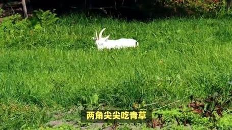 “两角尖尖吃青草”打一个生肖动物，两角尖尖吃青草,半夜出动来偷食,什么生肖