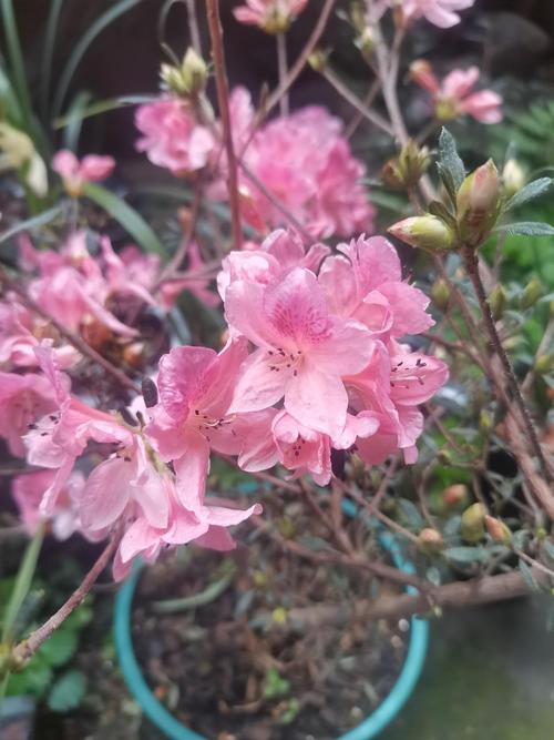 “桃花开来映山红”代表什么生肖的简单介绍