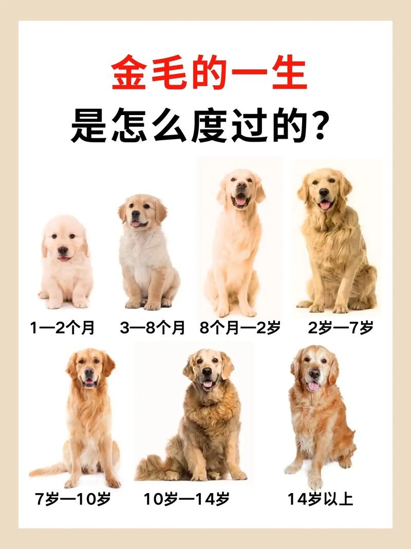 欲钱买遍身金毛的动物打一生肖，欲钱买遍身金毛的动物打一生肖动物