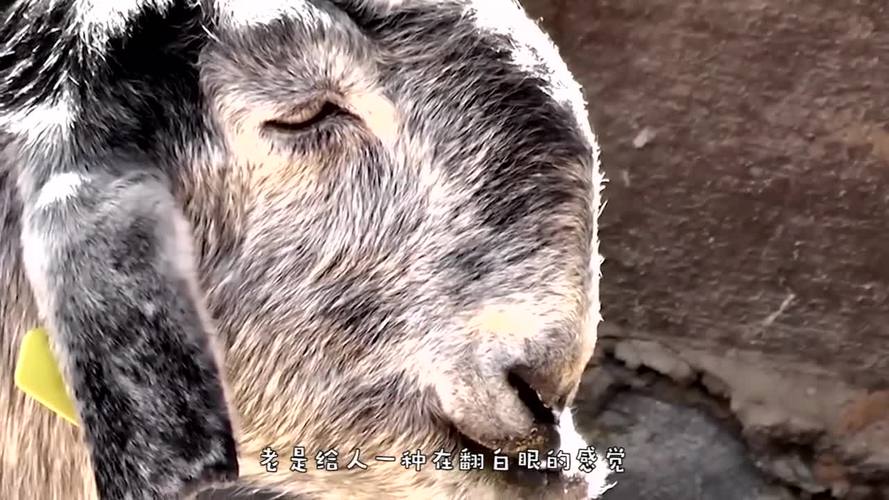 羊的丑照，羊丑是什么意思