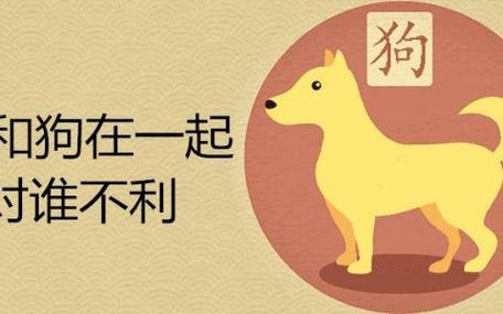 韶光似箭打一生肖狗，韶光似箭,日月如梭的意思