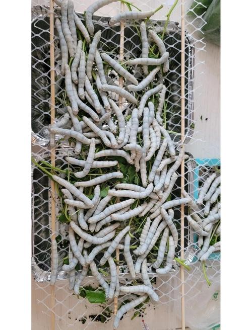 “蚕食鲸吞”打一准确动物生肖的简单介绍