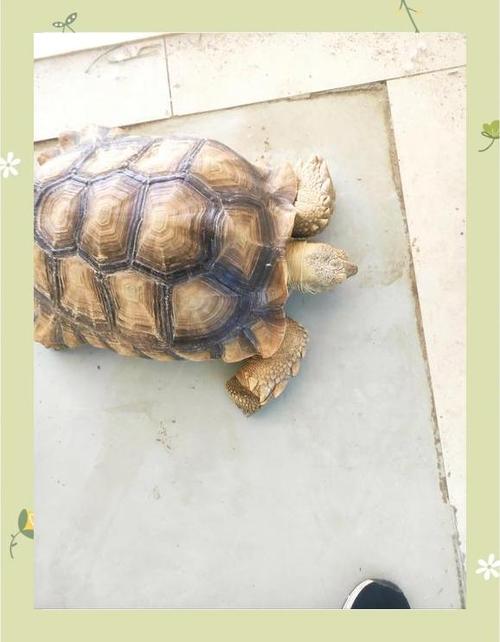 顺藤摸瓜打一生肖马，顺藤摸瓜指的是什么动物