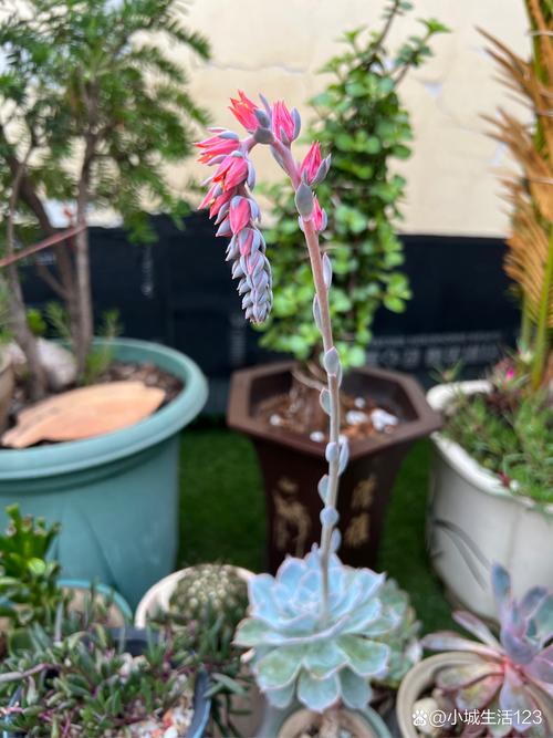 盆中红花一点蓝打一生肖的简单介绍