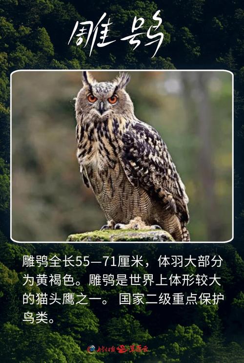 一条腿的猫头鹰打一生肖的简单介绍