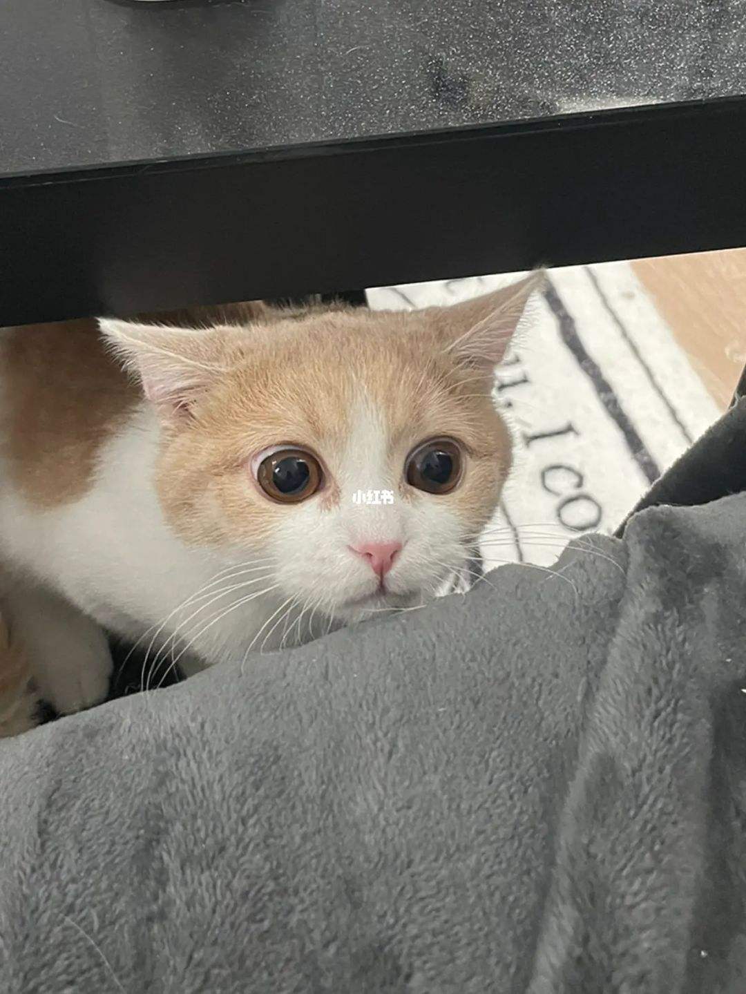 [小飞机来咯]小猪佩奇小飞机来咯