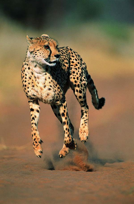 [cheetah加速器官网]acceledent加速器官网