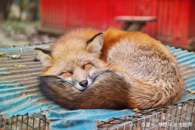 [狐狸是国家几级保护动]狐狸是国家级保护动物吗