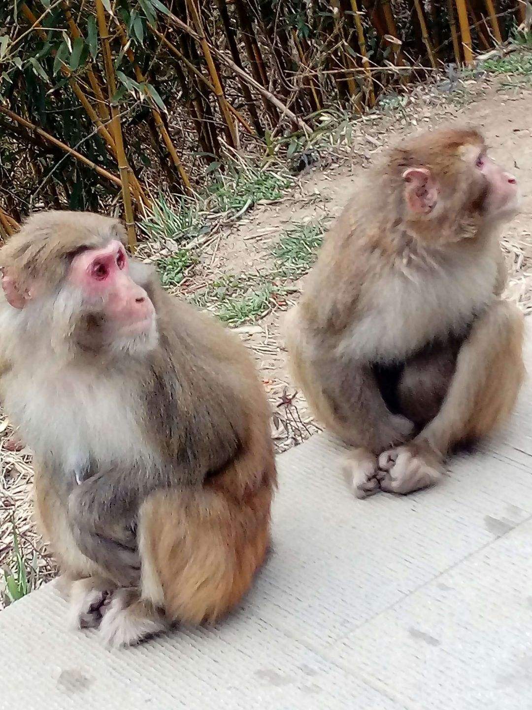 [花果山电报猴无消音视频]你看你长得那个b样孙悟空