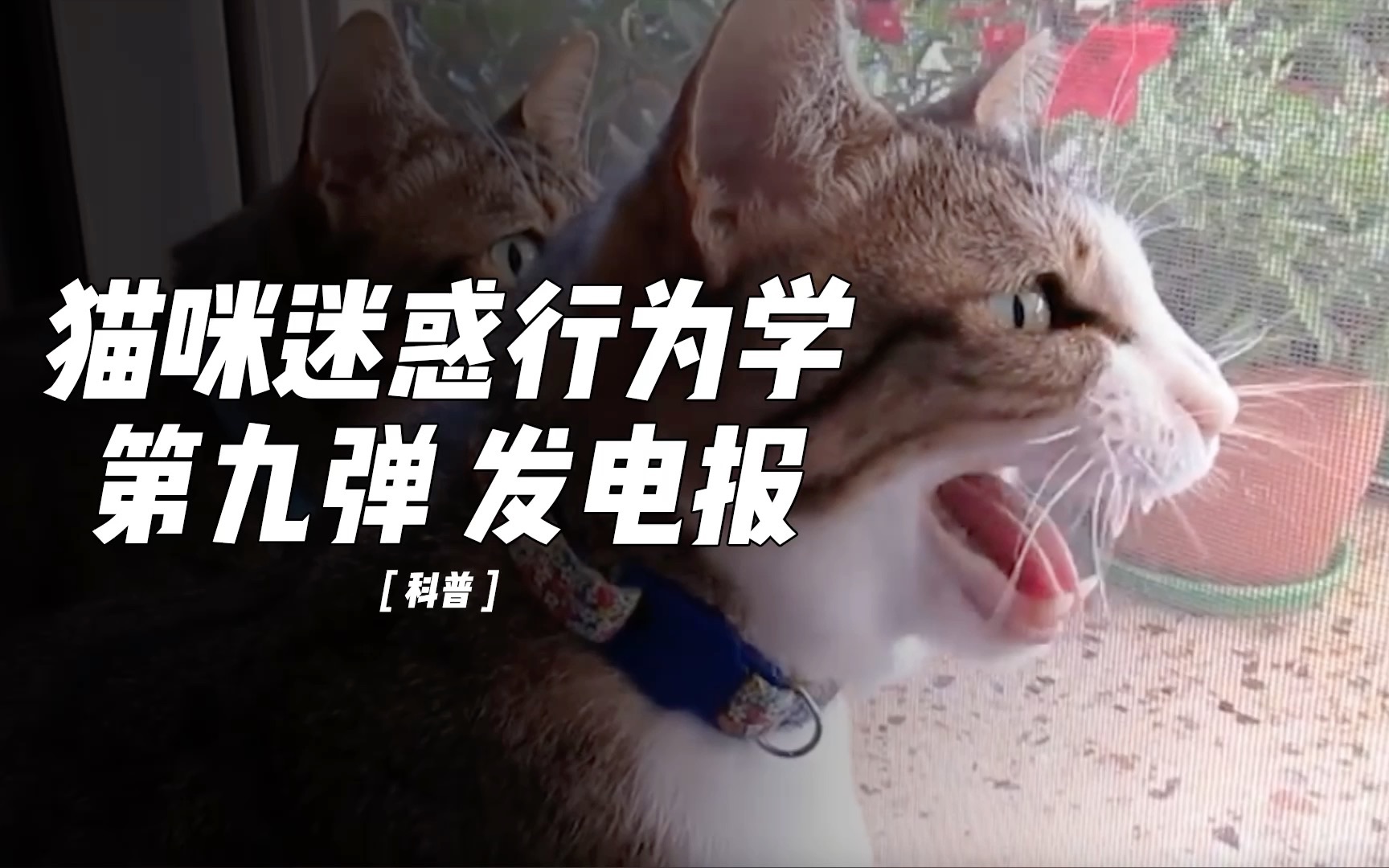 电报的声音-母画眉发电报的声音