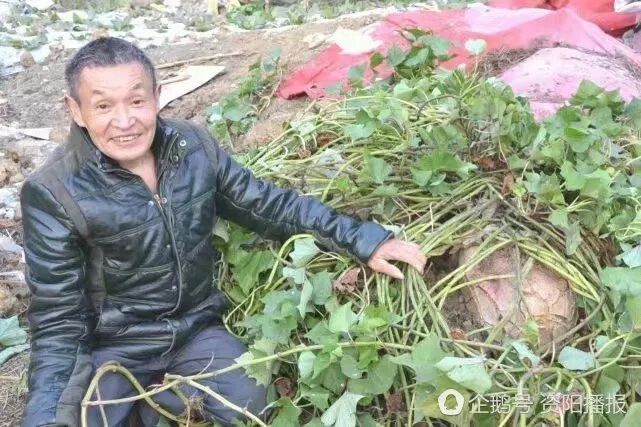 关于电报员周大爷百度号的信息