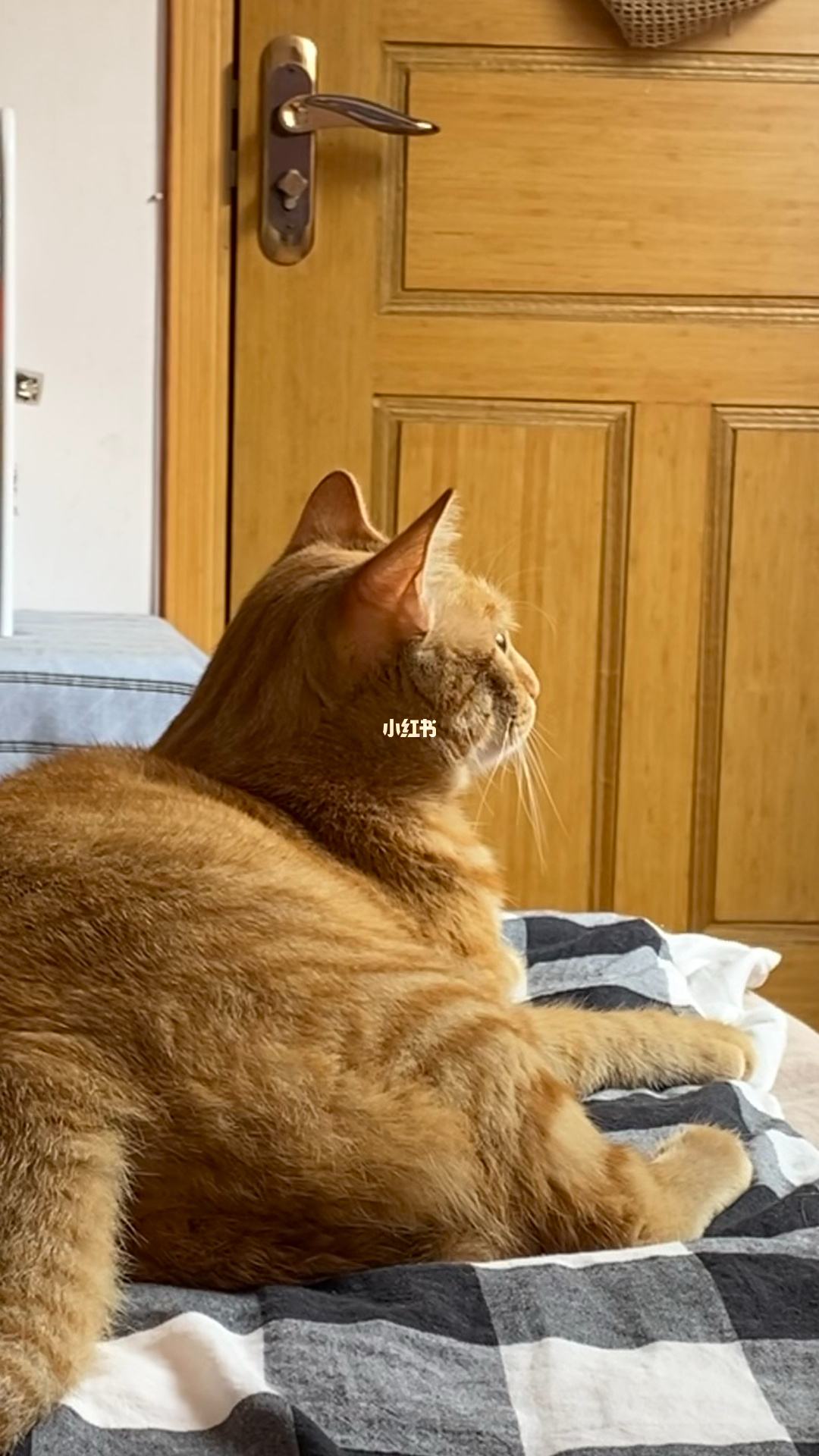 小猫发电报是什么意思-猫发电报的声音是什么情况