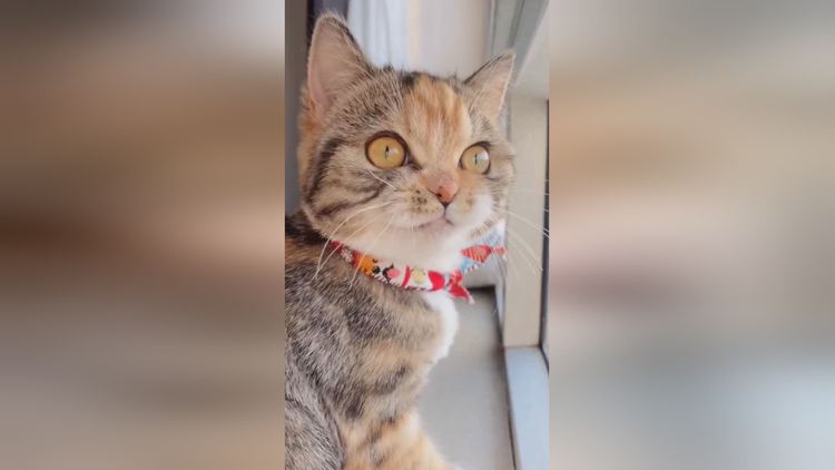 小猫发电报是什么意思-猫发电报的声音是什么情况
