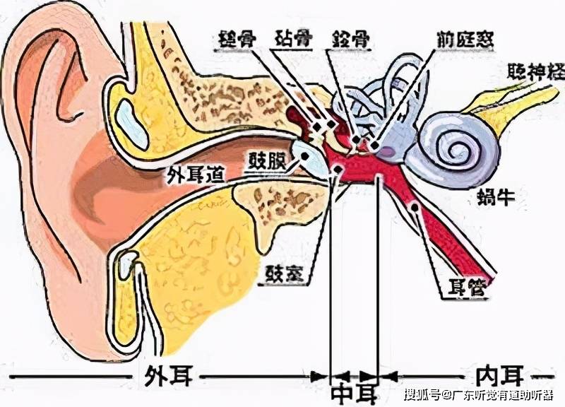 耳朵里有发电报的声音怎么回事-耳朵里有发电报的声音怎么回事儿