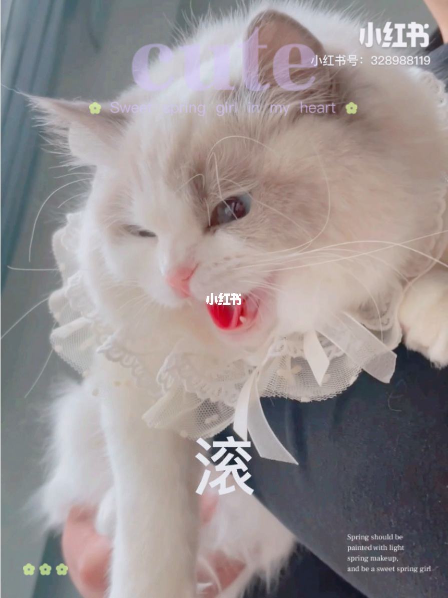 电报员口吐芬芳满级-telegeram怎么设置中文
