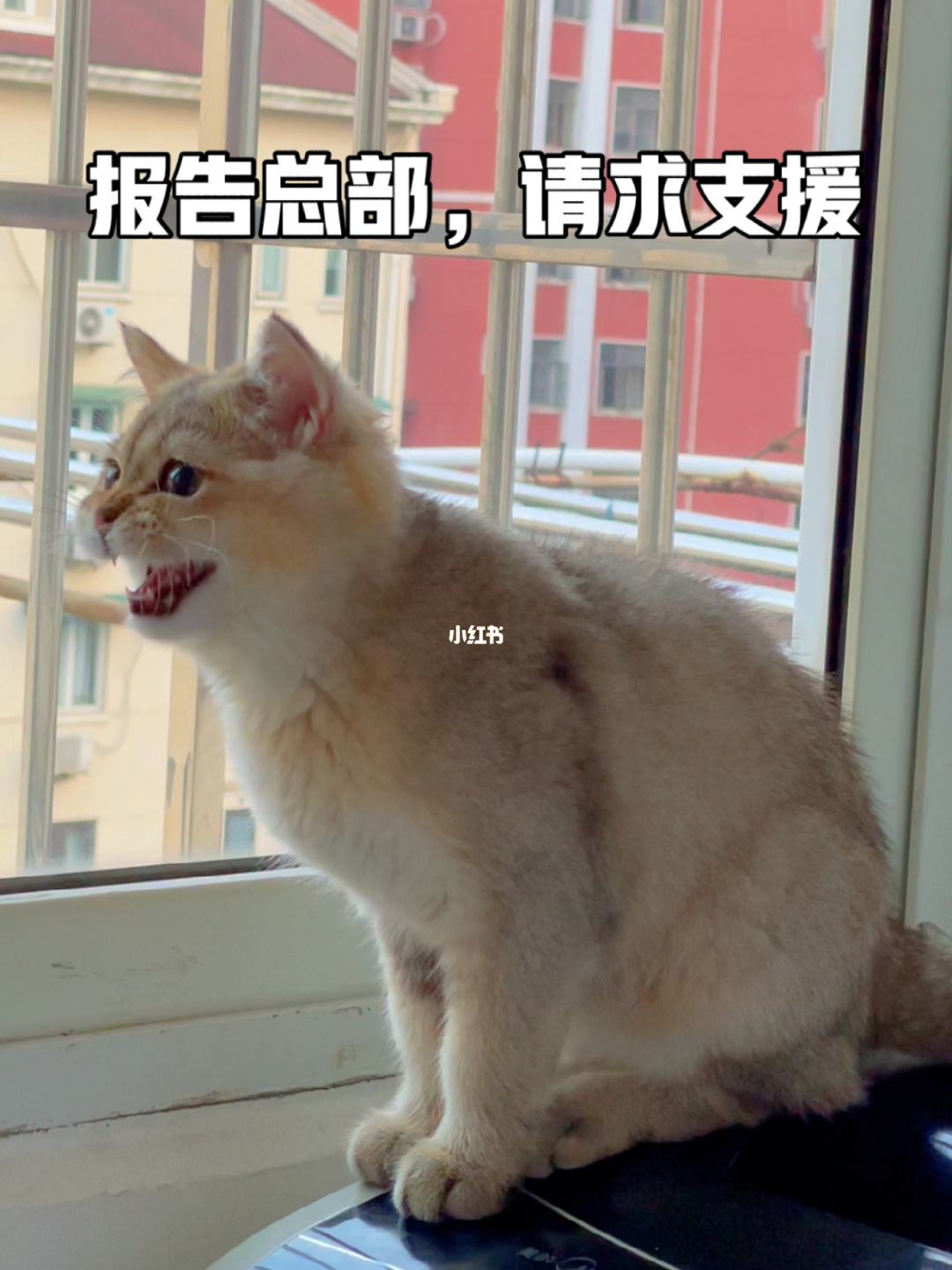 电报猿表情包-电报猿原视频在线观看