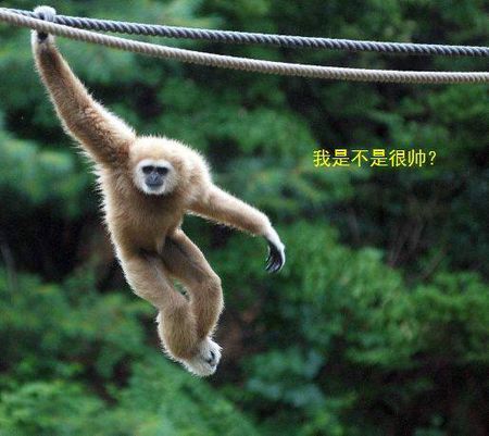 西游记电报猿-西游记电报猿原视频