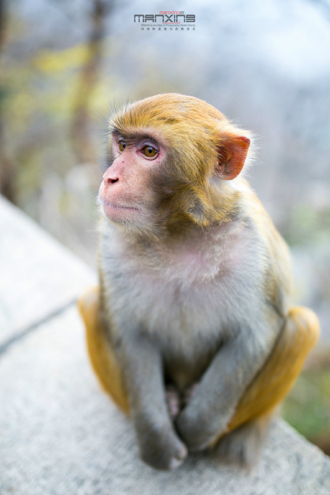 花果山电报猴原视频-花果山电报猴原视频无消音配音秀