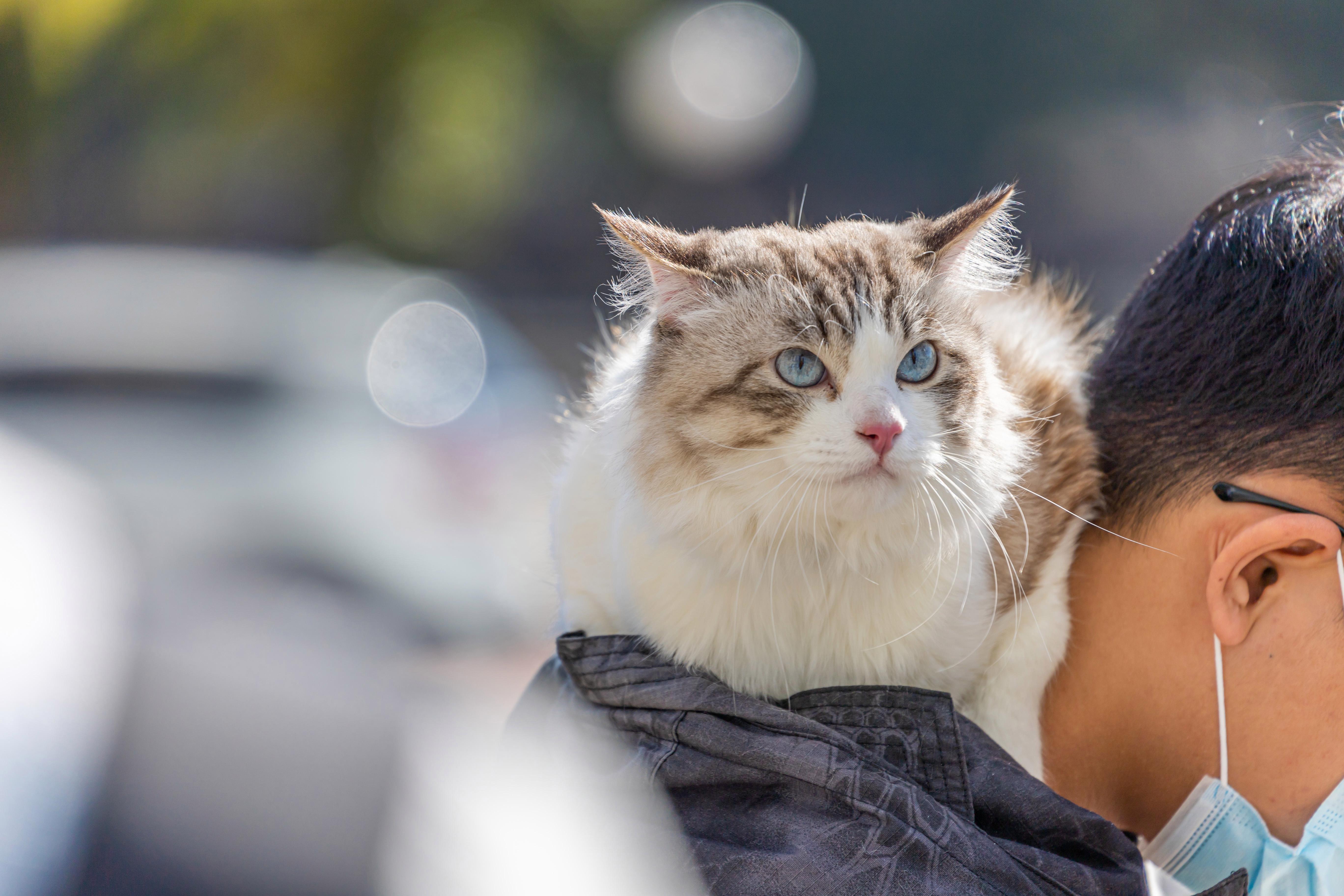 猫咪社区官网址一的简单介绍