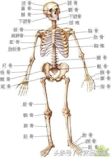 关于身体器官什么部位缩写是TG的信息