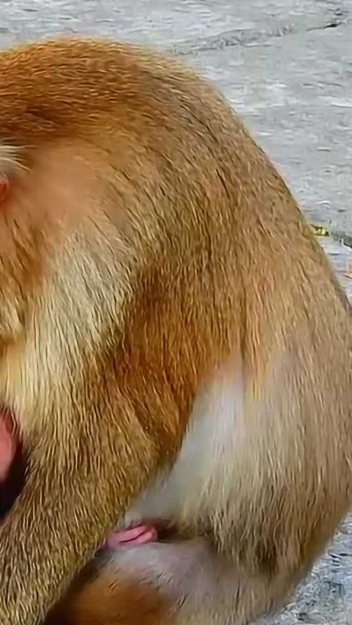 电报猴视频原声-电报猴原视频原声