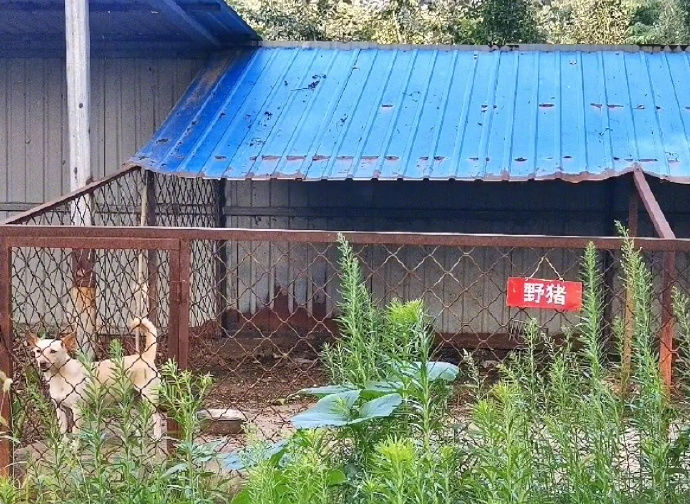 狐狸多开安全吗的简单介绍