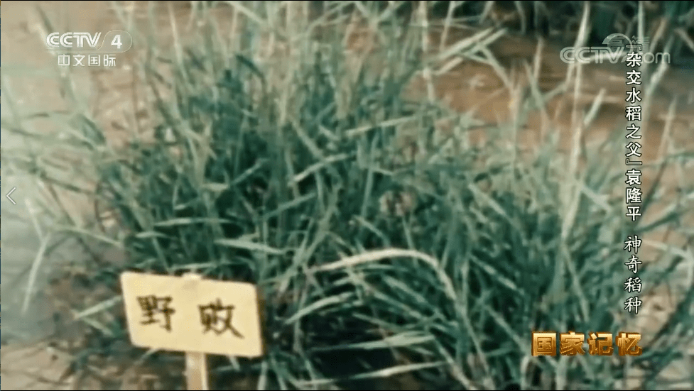 电报猴第几集-电报猴原声无消音