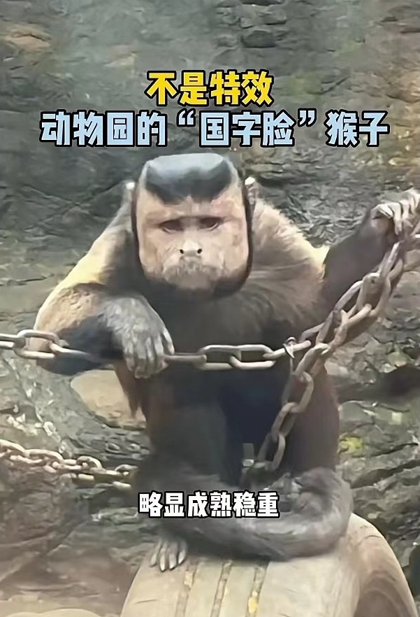 电报猴原版视频无消音的简单介绍