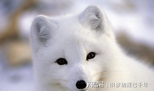 梦到狐狸-梦到狐狸是什么征兆 女性