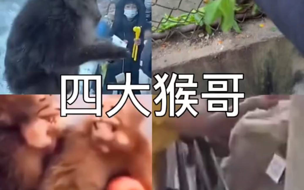 电报猴原声无电报声的简单介绍