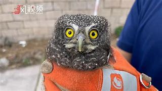 关于猫头鹰电报员表情包的信息