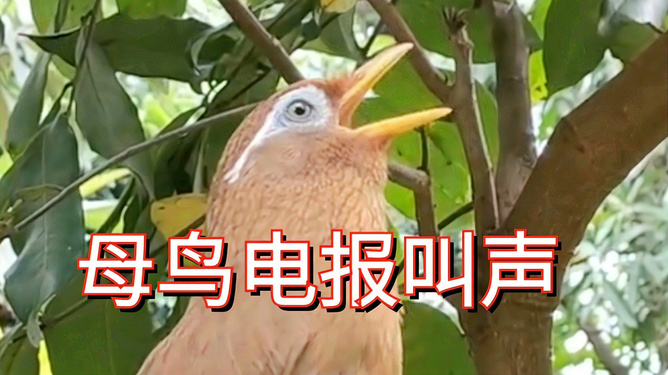 电报猴原声视频未消音的简单介绍