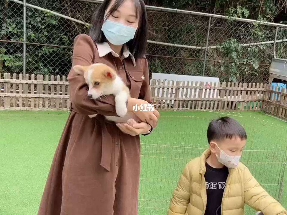 购买狗狗的正规平台-购买狗狗的正规平台有哪些