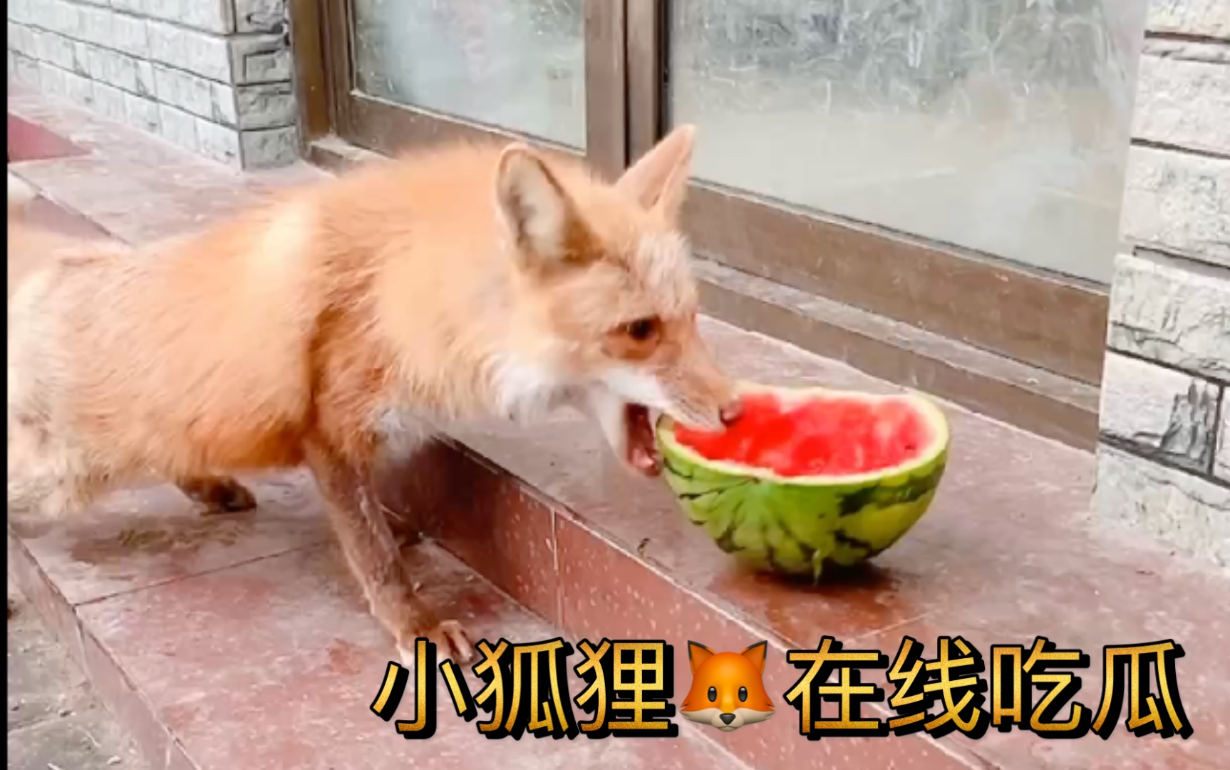 红狐小狐狸-红狐狸感到狂热