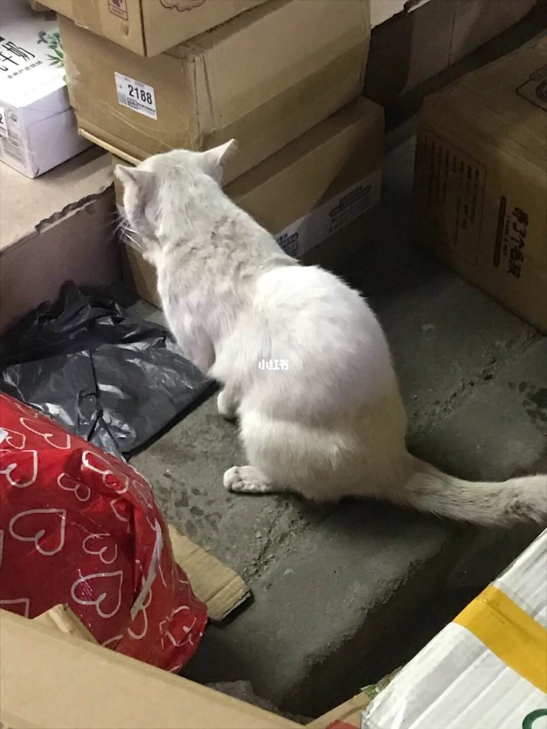 猫咪社区官网址一-猫咪社区官方官网入口