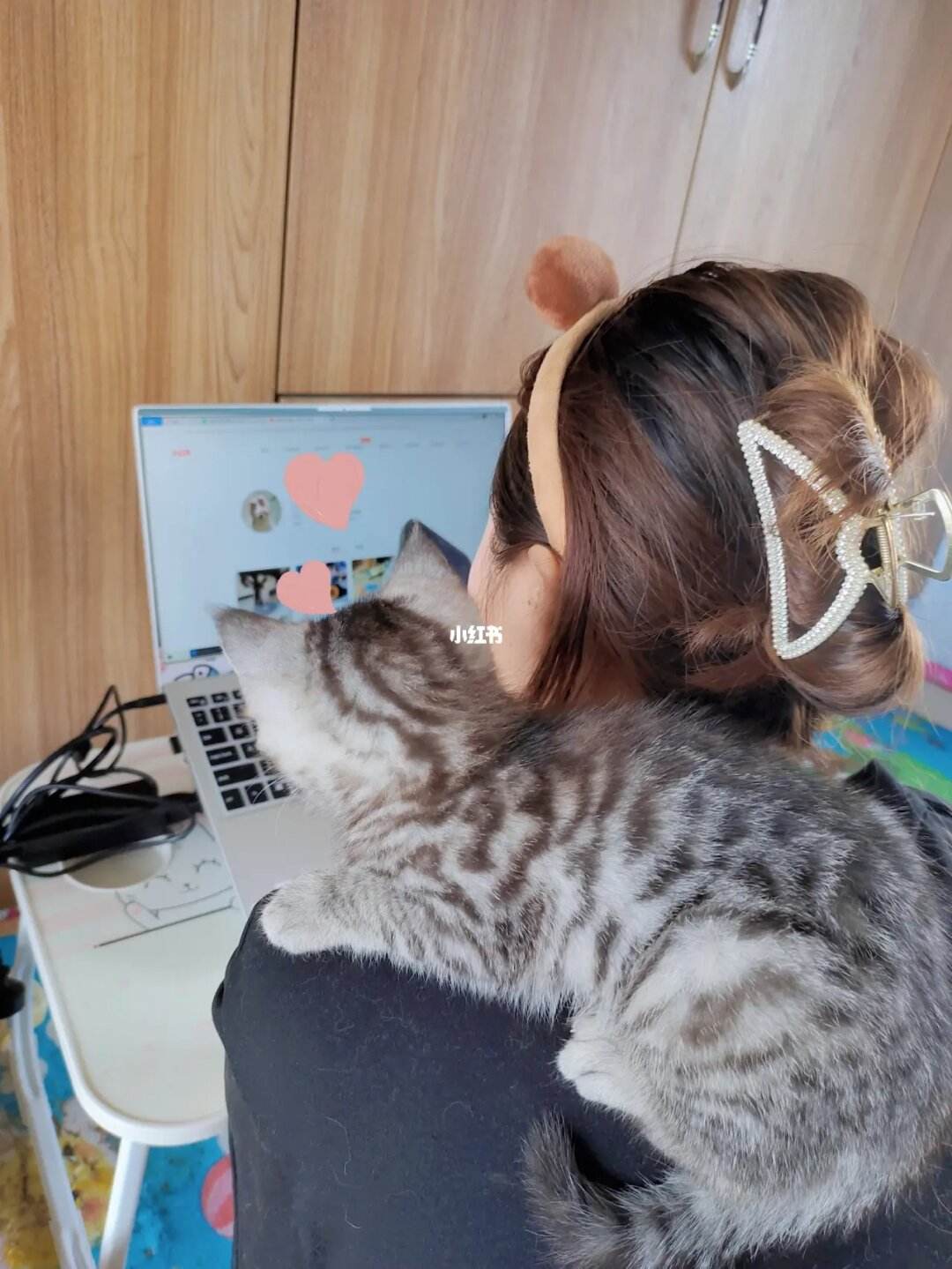 猫咪社区官网址一-猫咪社区官方官网入口