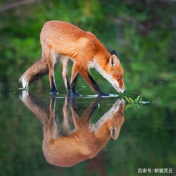 狐狸有什么功能-狐狸的作用狐狸的用处