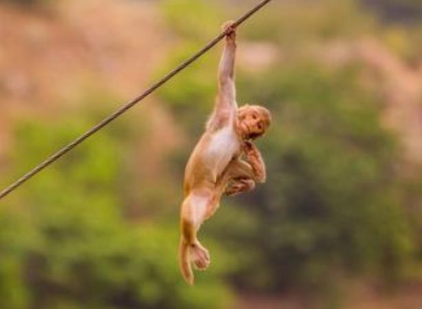 电报猴的录像-电报猴骂人视频