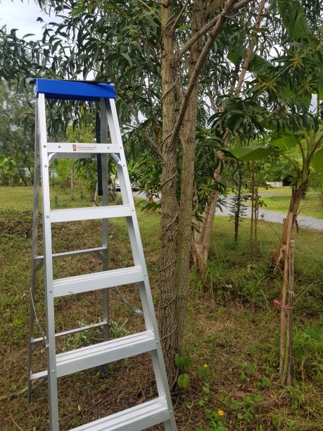 苹果免费的梯子-苹果免费的梯子软件推荐