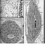 plastoglobuli-plastoglobulin
