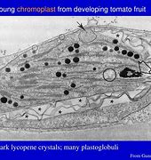 plastoglobuli-plastoglobulin