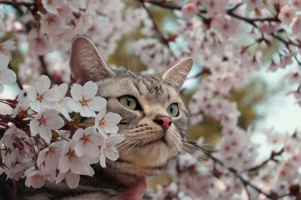樱花猫梯子，樱花燃气灶官网