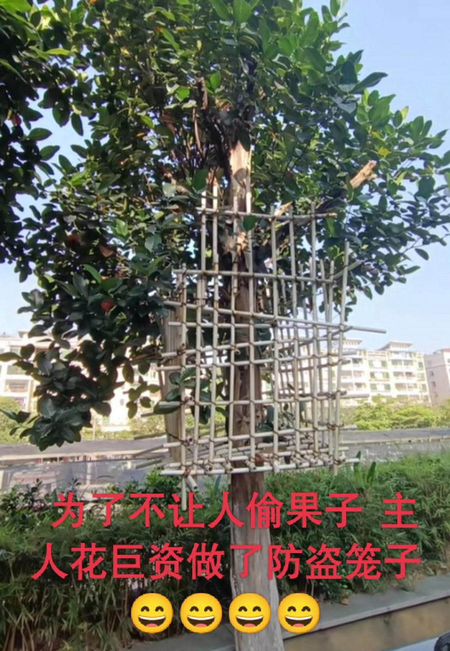 网络梯子吧，网络梯子违法吗