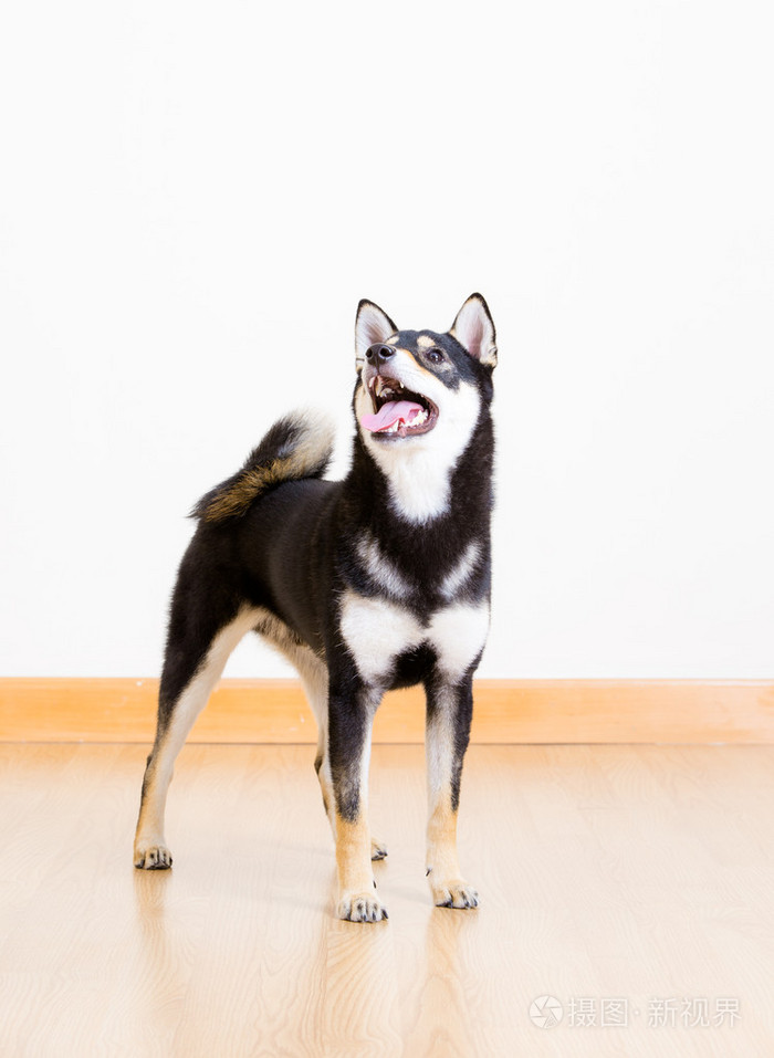 shibainu，shibainu什么意思
