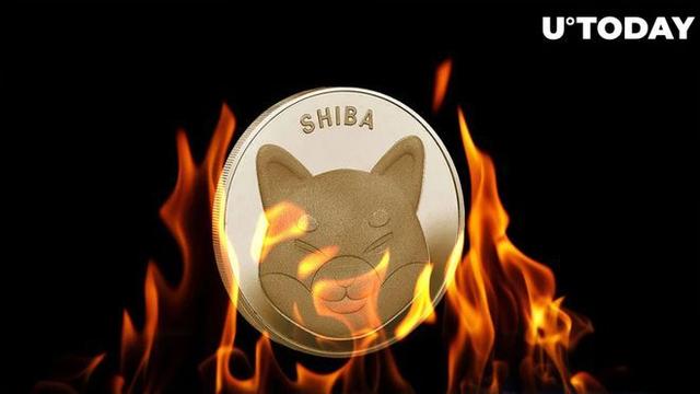 shibainu，shibainu什么意思