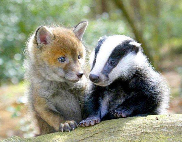 badger官网，badger company
