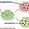 详细阅读:plastoglobuli,plastoglobulin plastoglobuli,plastoglobulin