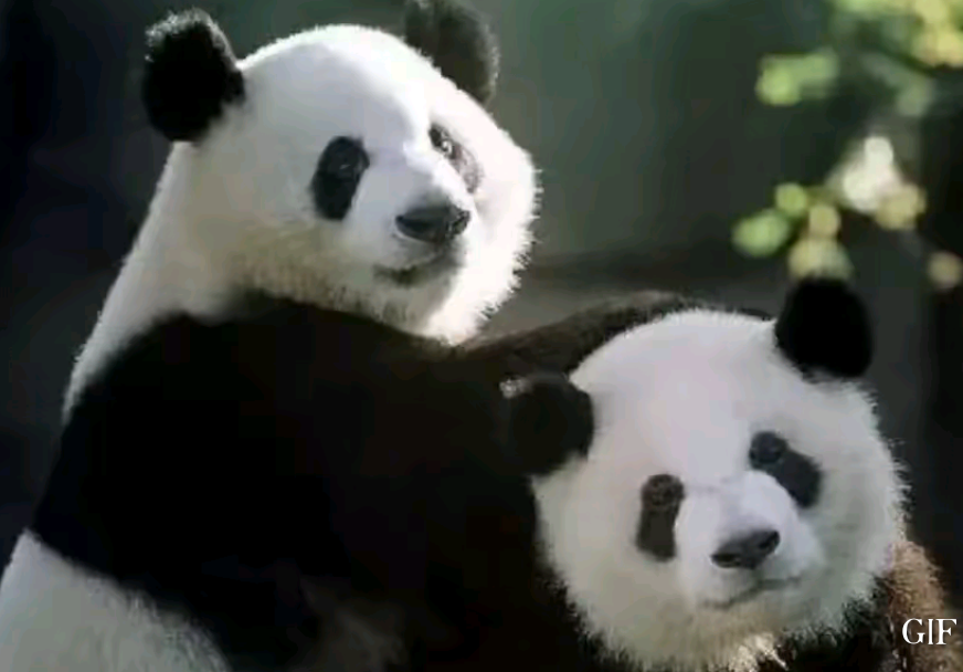 星期六代表什么动物，星期六晚上出什么生肖