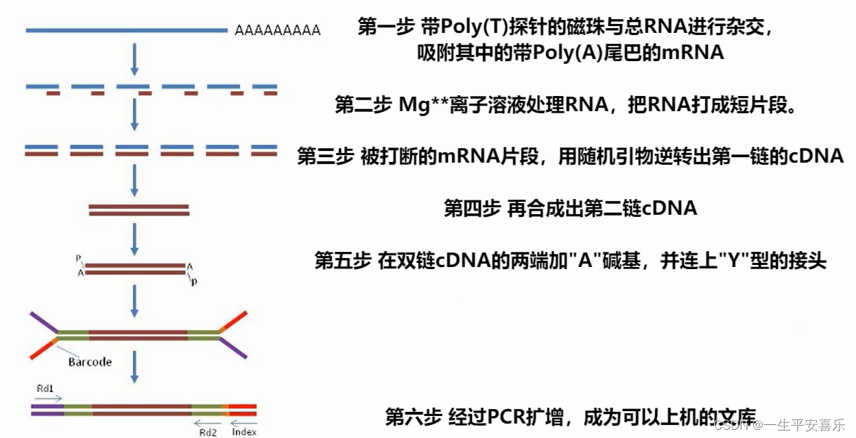 关于truseq测序技术的信息